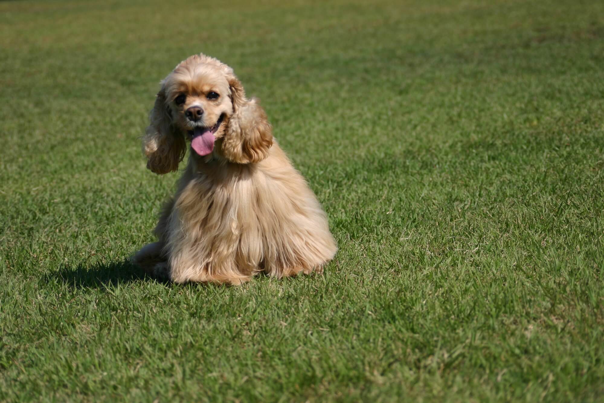 アメリカンコッカースパニエルの性格を理解して、最高のパートナーになろう